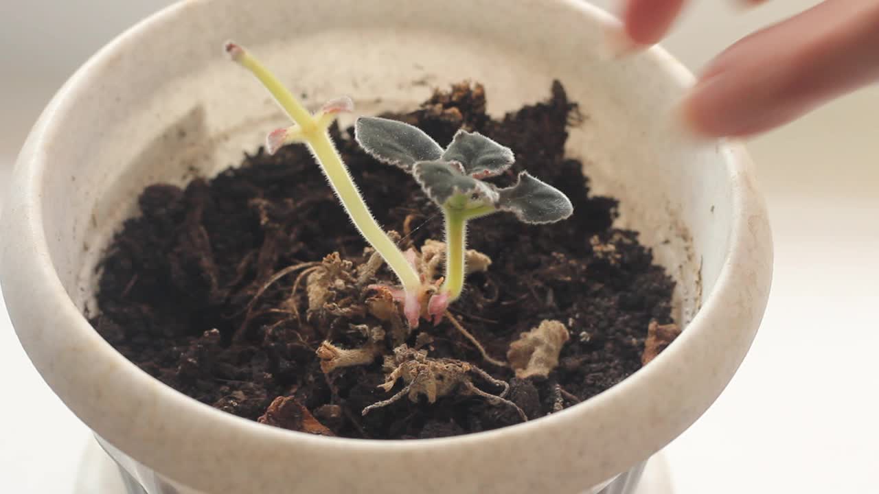 一位妇女正在照料一种本土植物龙葵的萌芽。视频素材