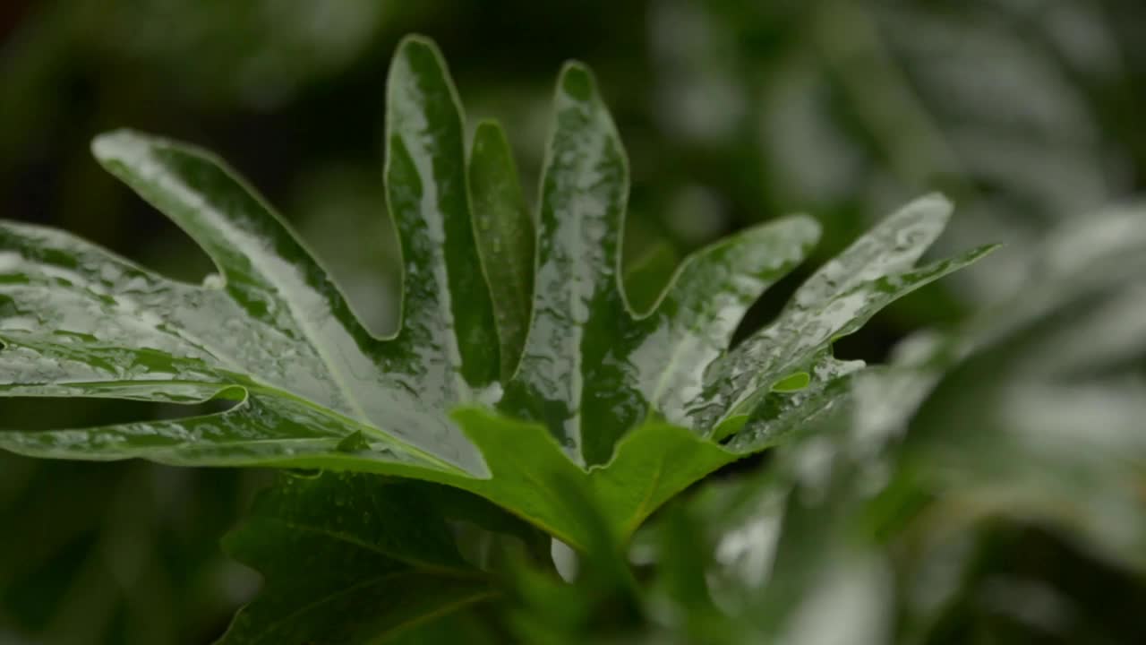 雨水和植物视频素材