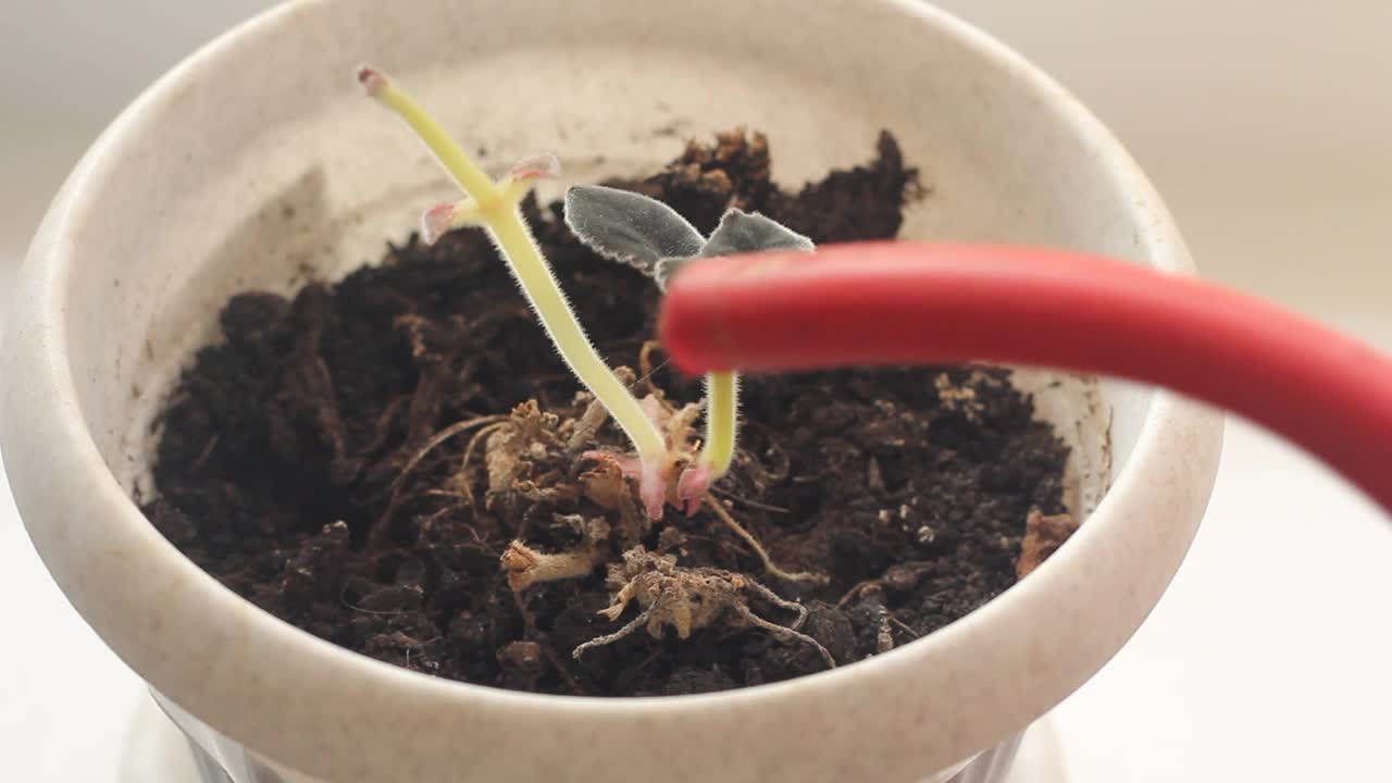 一名人类浇灌了一种本土植物gloxinia的芽。视频素材