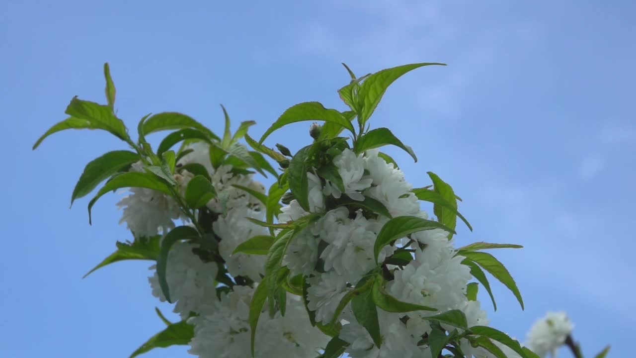 在天空背景上的树枝上美丽的杏花特写视频素材