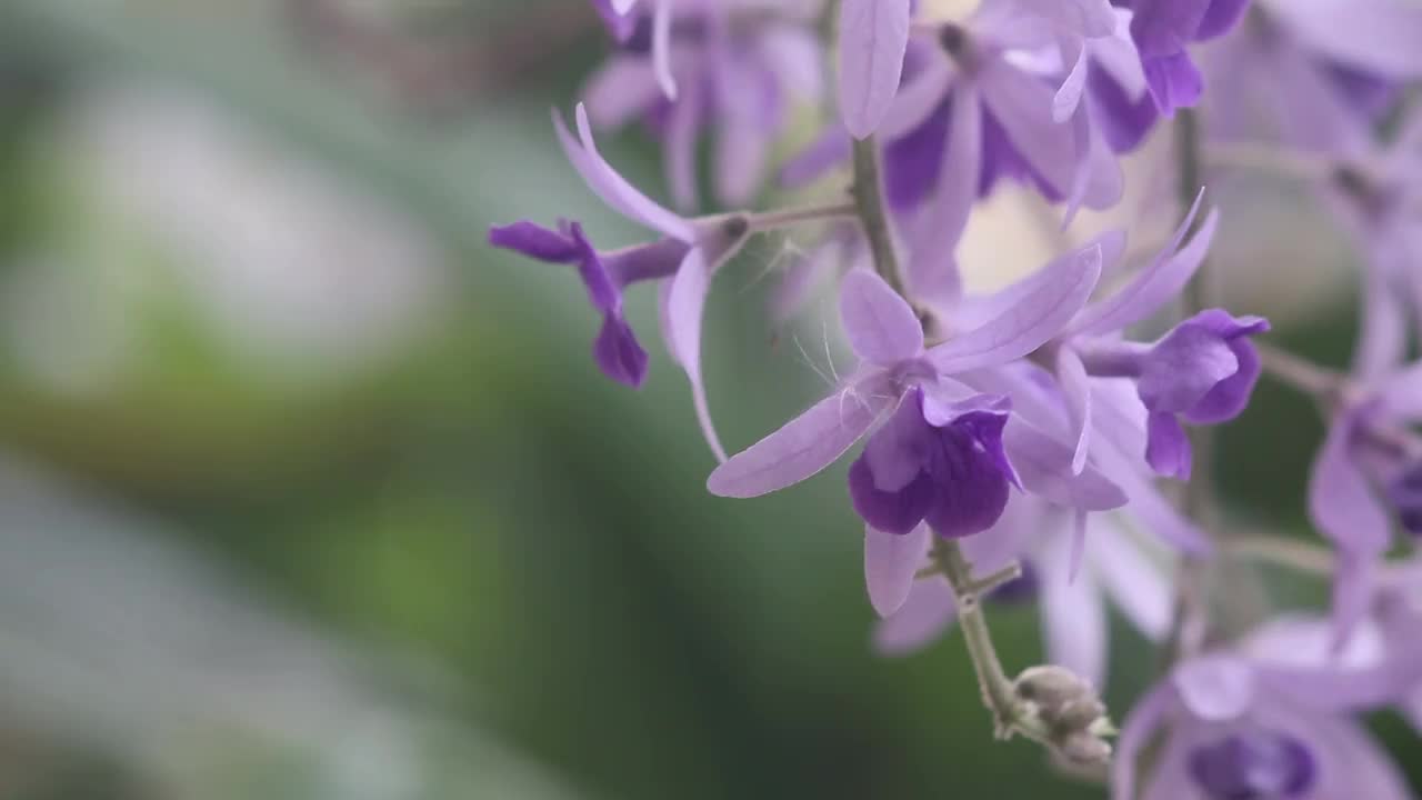 砂纸藤，石竹，风中的紫花，自然光背景视频素材