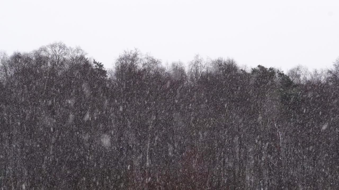 冬天下雪。冬季景观4k超高清视频素材