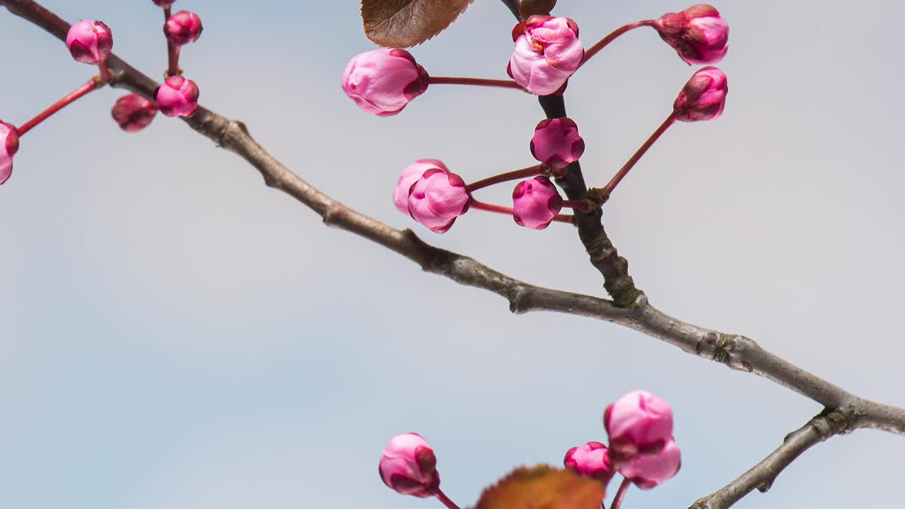 时光流逝枝与花视频下载