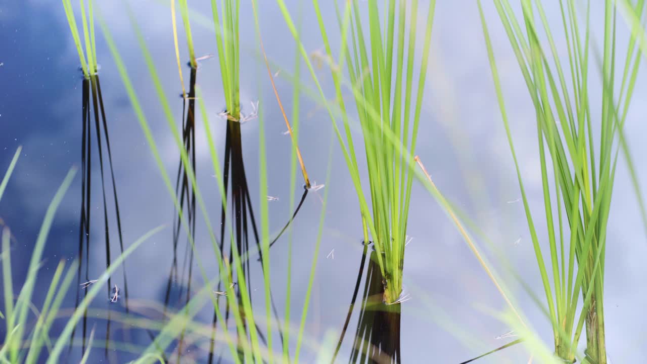 松针漂浮在湖面的芦苇之间视频素材