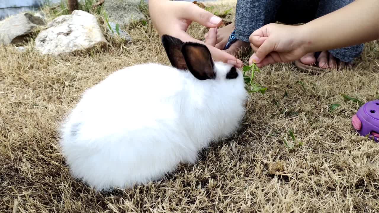 可爱的白兔视频下载