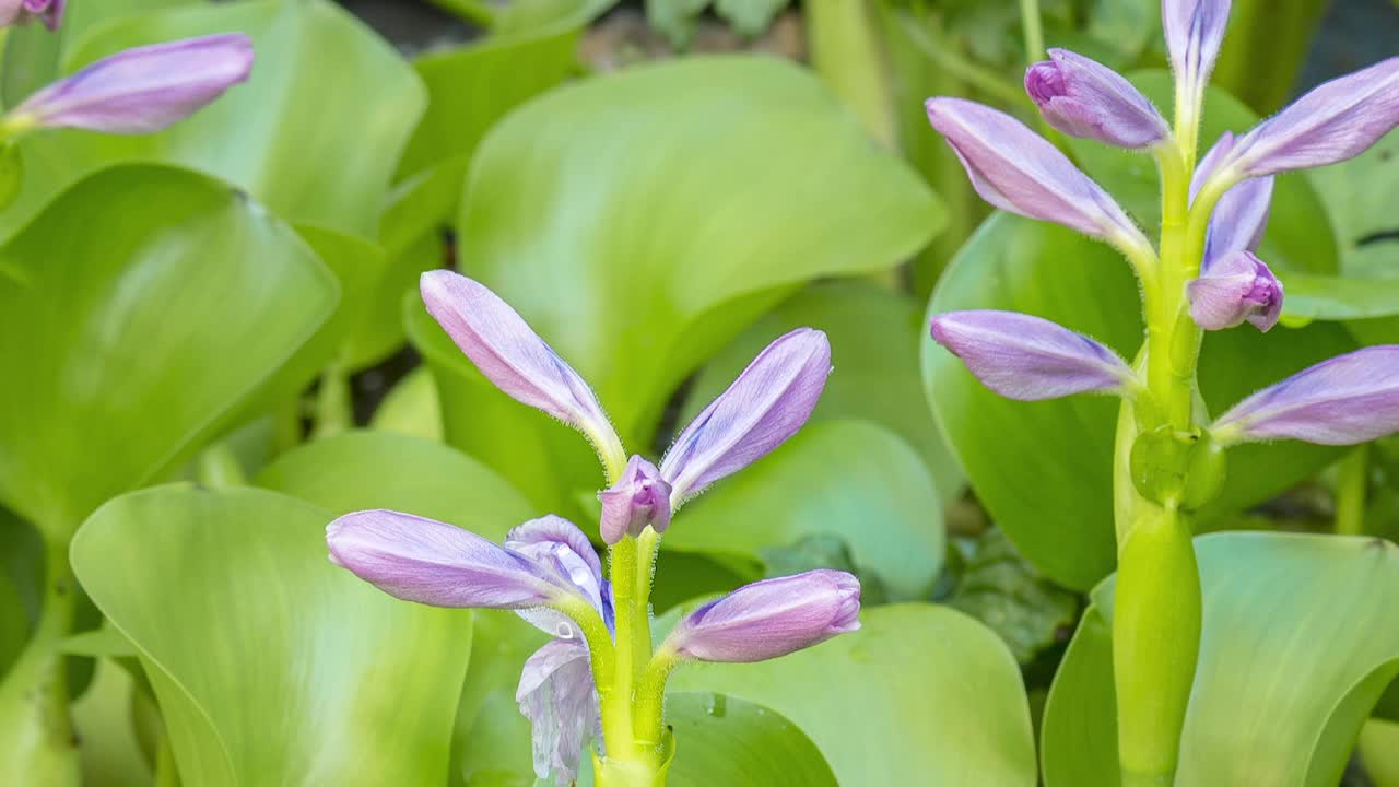 水葫芦的时间流逝视频素材