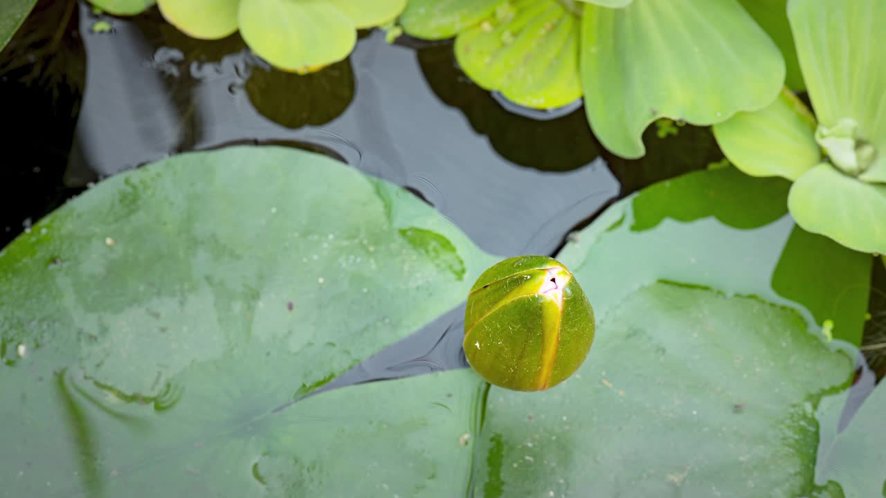 4K睡莲的时间流逝视频素材