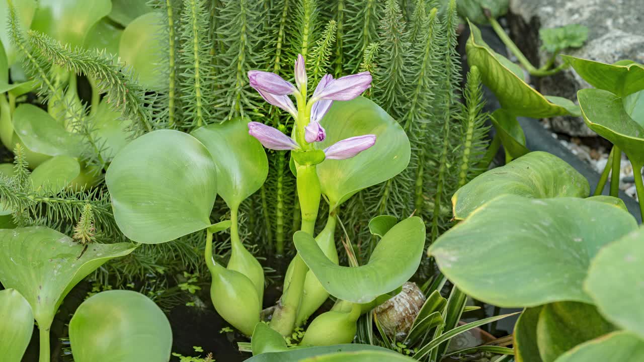 4K水葫芦时间流逝视频素材