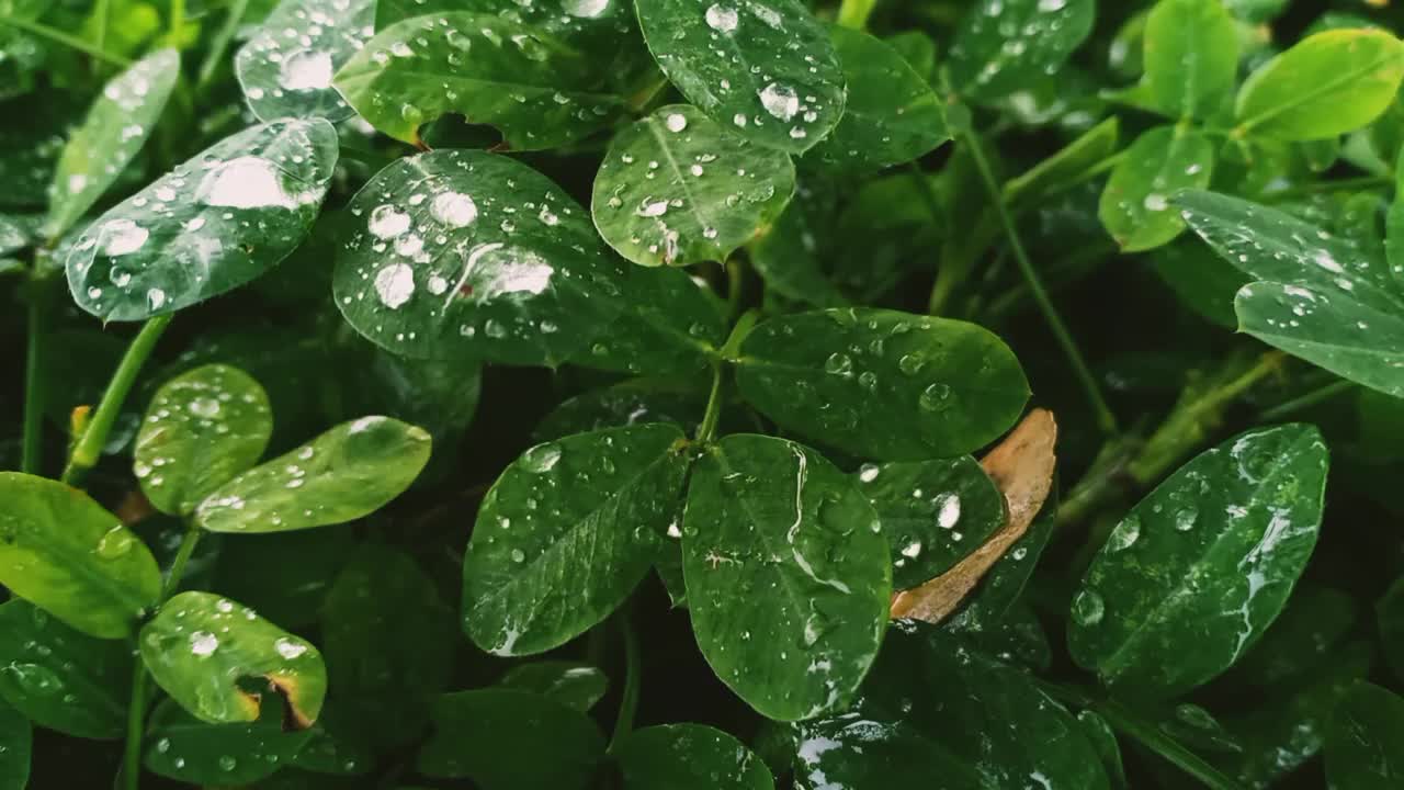 雨滴落在树叶上视频素材