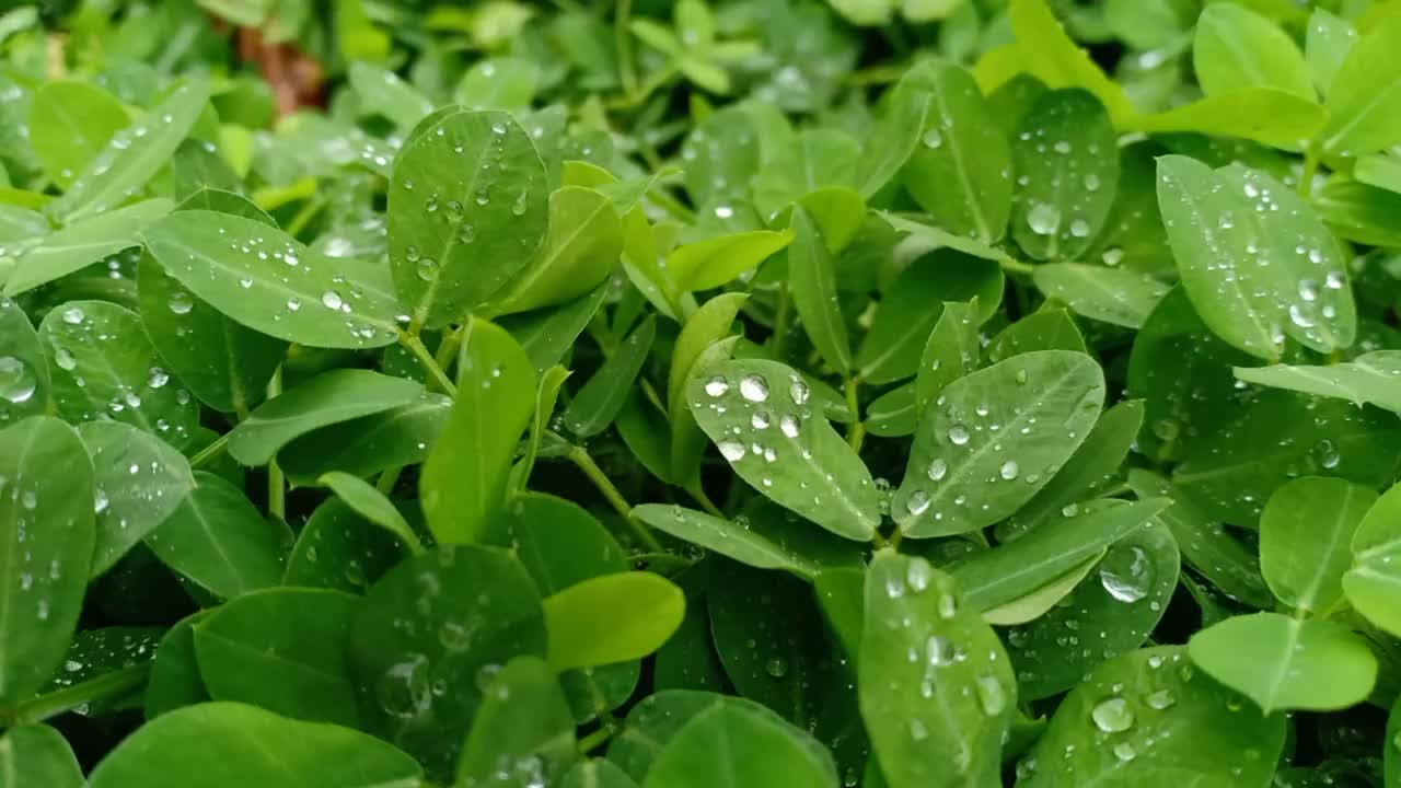 雨滴落在树叶上视频素材