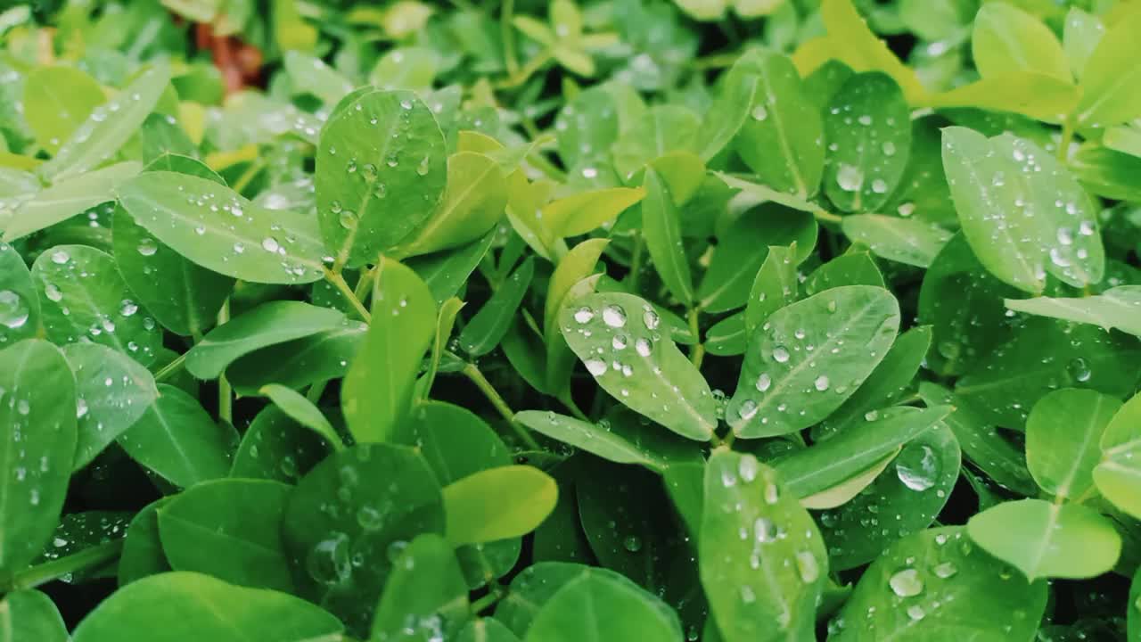 雨滴落在树叶上视频素材