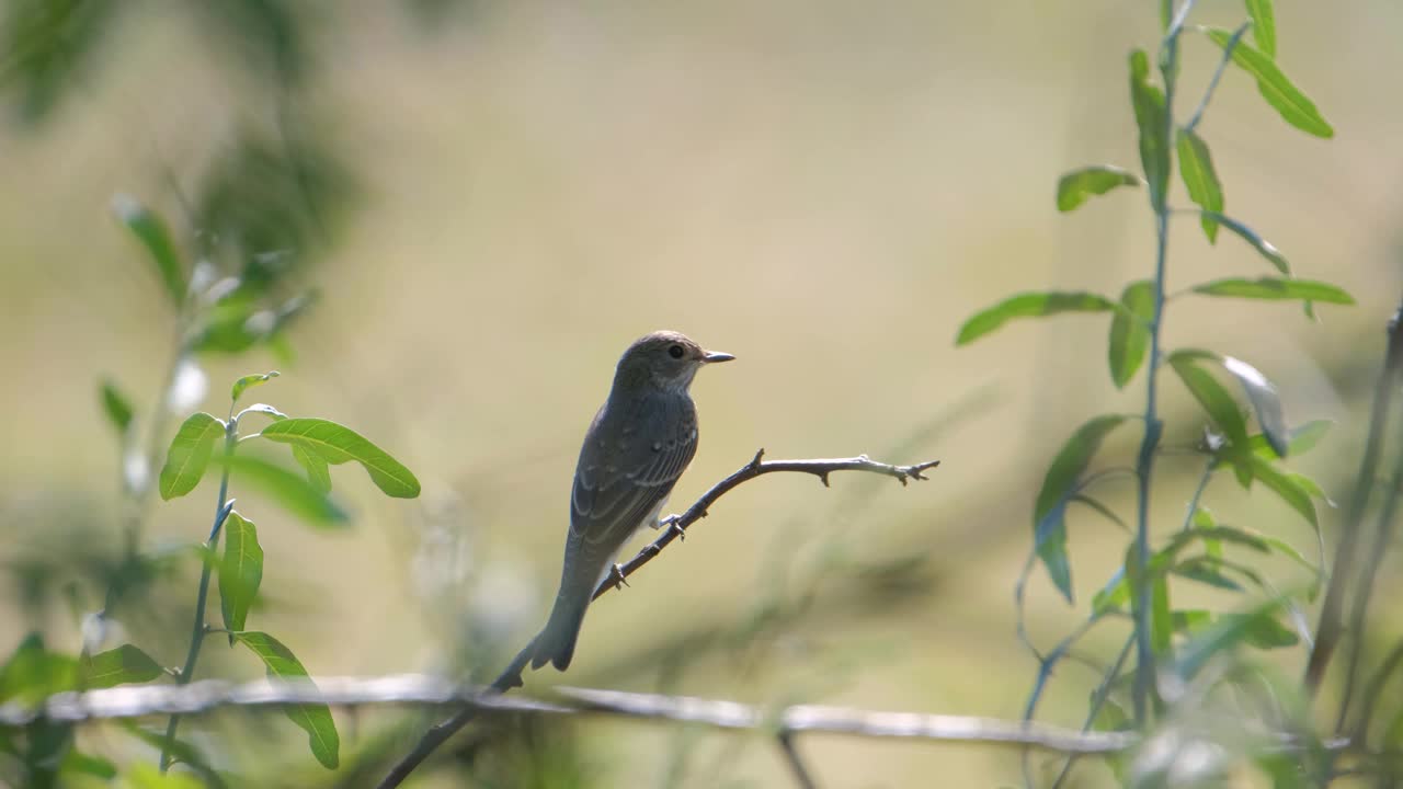 北方麦穗鸟的特写视频素材