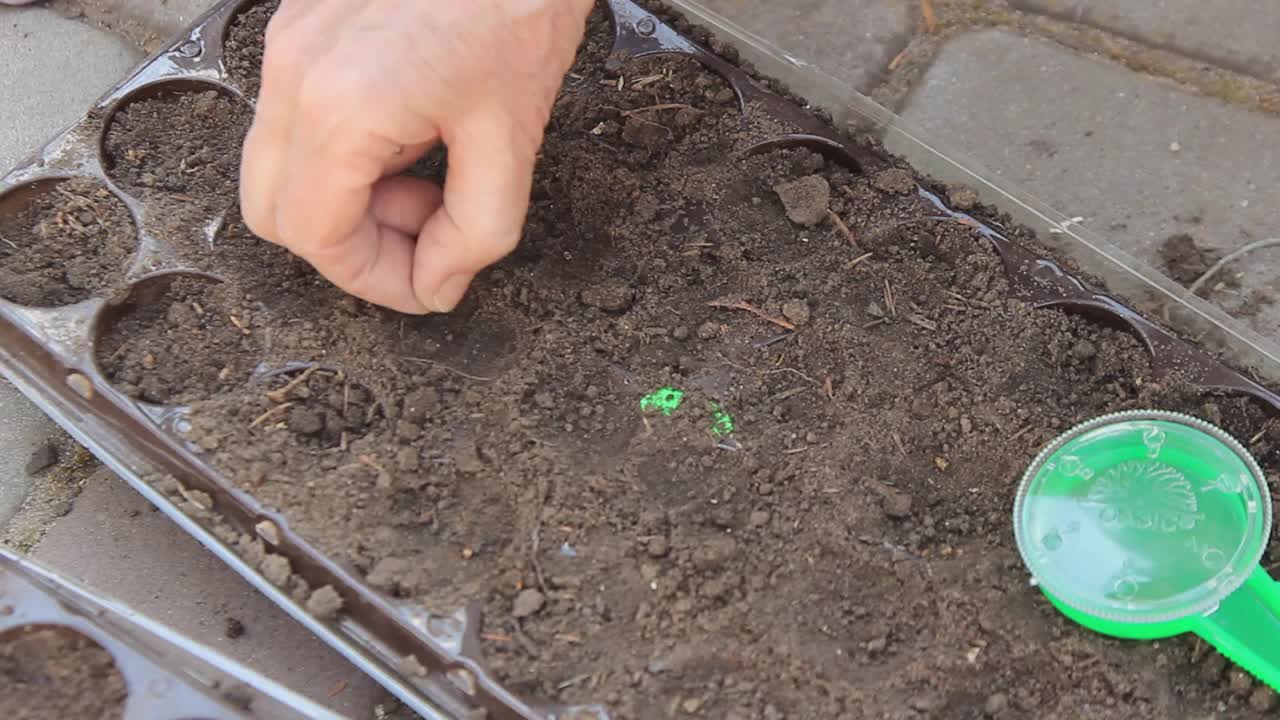 在地里种花籽视频素材