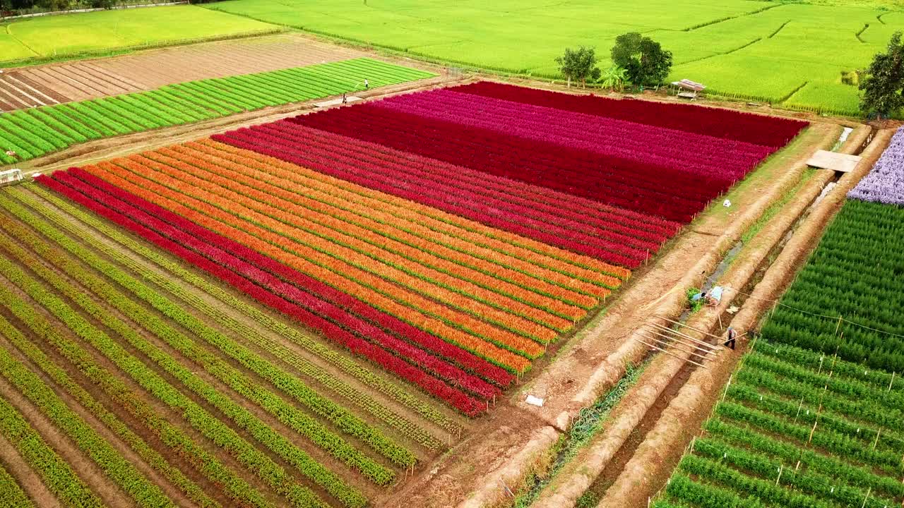 鲜花盛开的田野，花园和农场视频素材