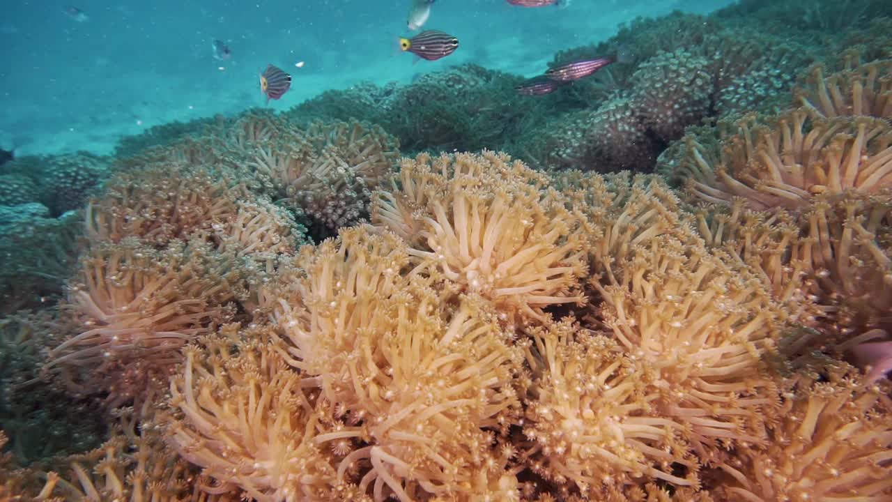 向日葵(海绵状珊瑚)水下珊瑚视频素材