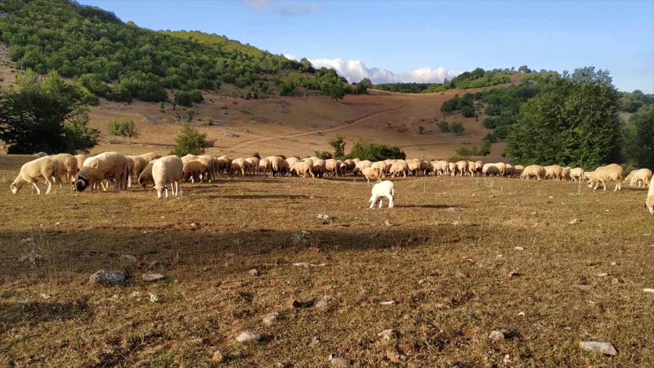 羊群在草地上吃草视频下载