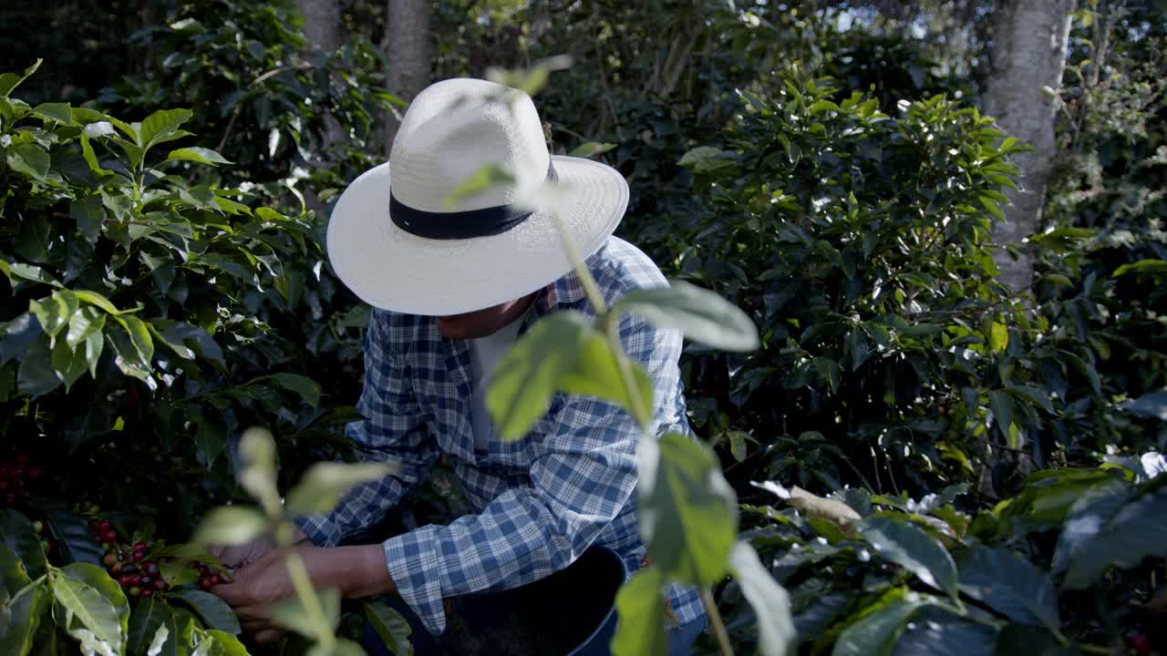 哥伦比亚咖啡农民在种植园里采摘咖啡豆视频素材