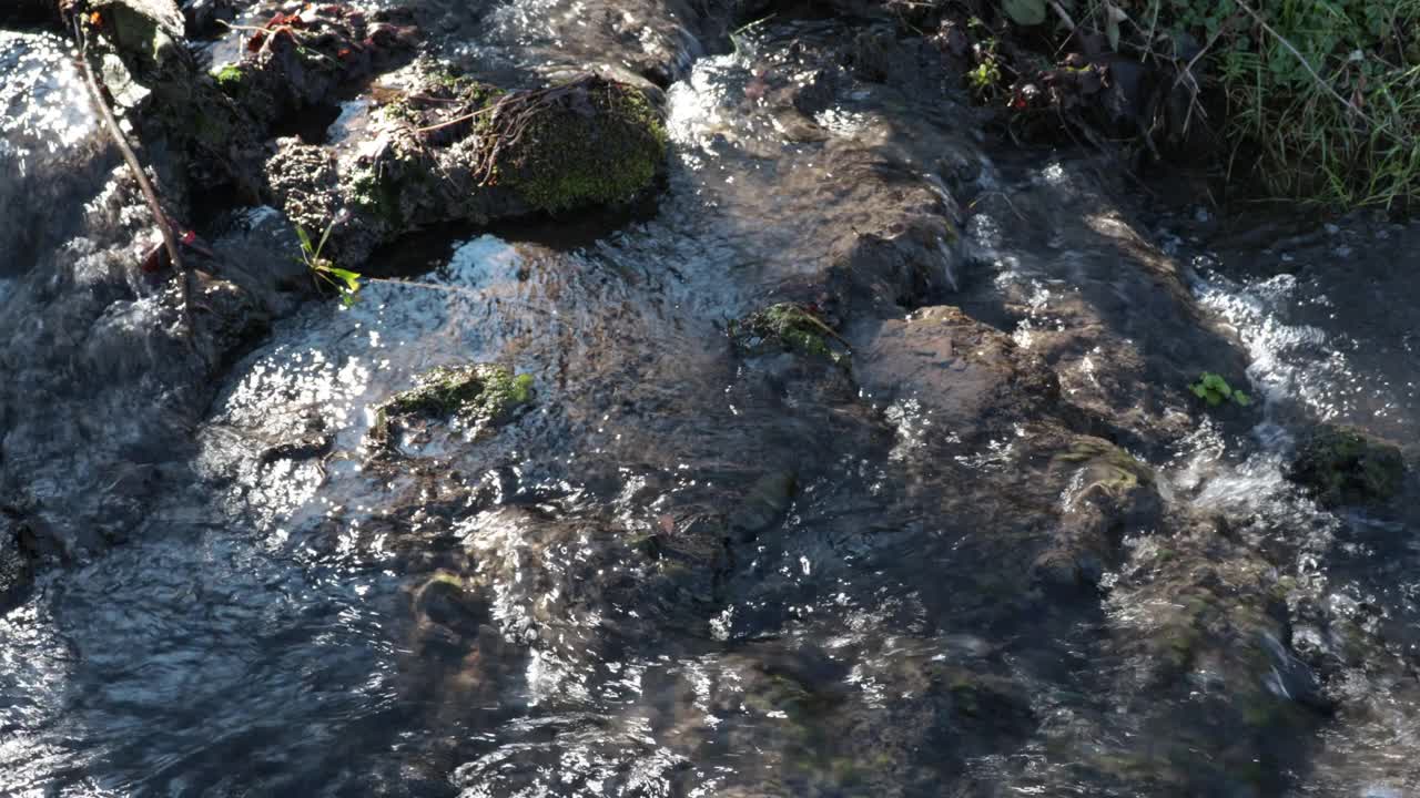 近距离的清澈和纯净的水从小溪流过自然的森林视频素材