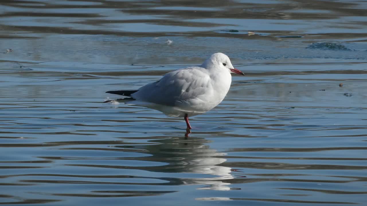 孤独的海鸥在湖中饮水，视频素材