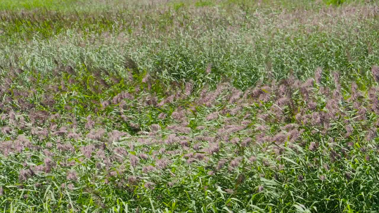 碧波荡漾，芦苇荡视频素材