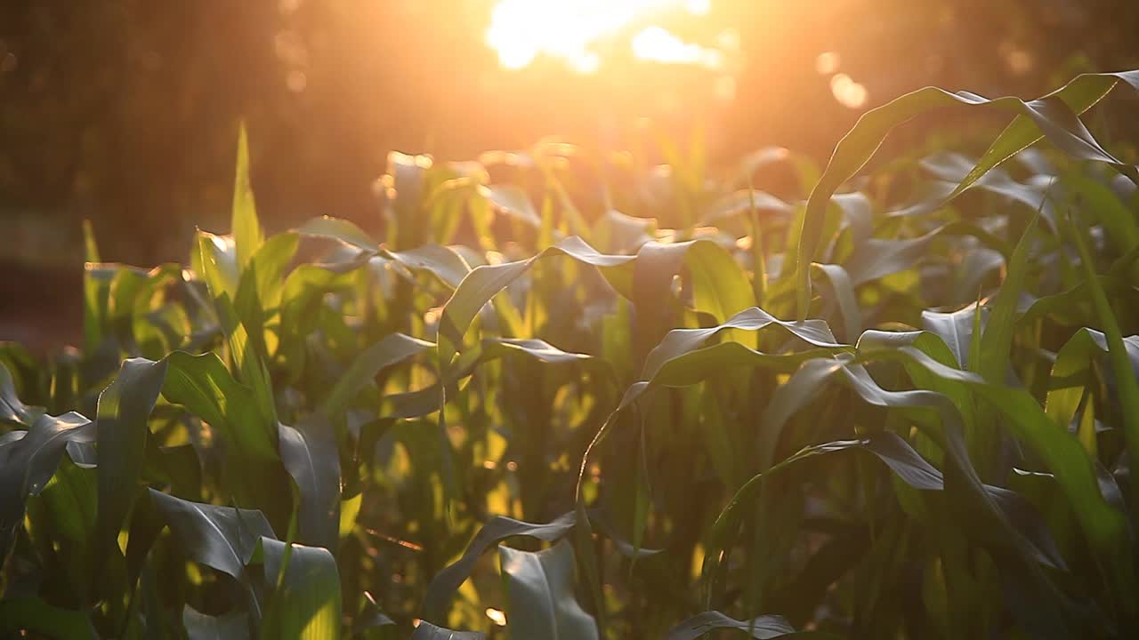 夕阳下的玉米地农场。视频素材