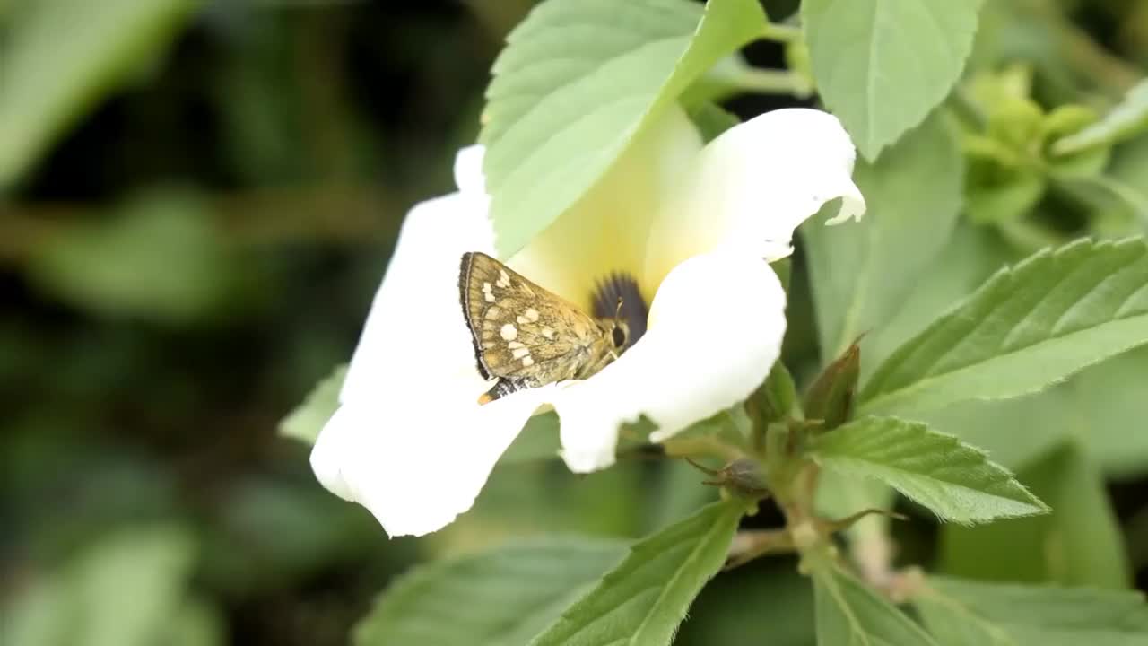 蝴蝶在寻找花蜜视频素材