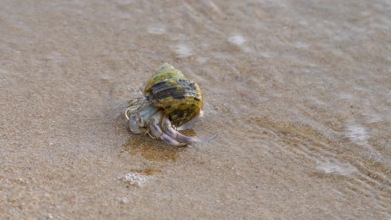 寄居蟹在沙滩上与海浪视频素材