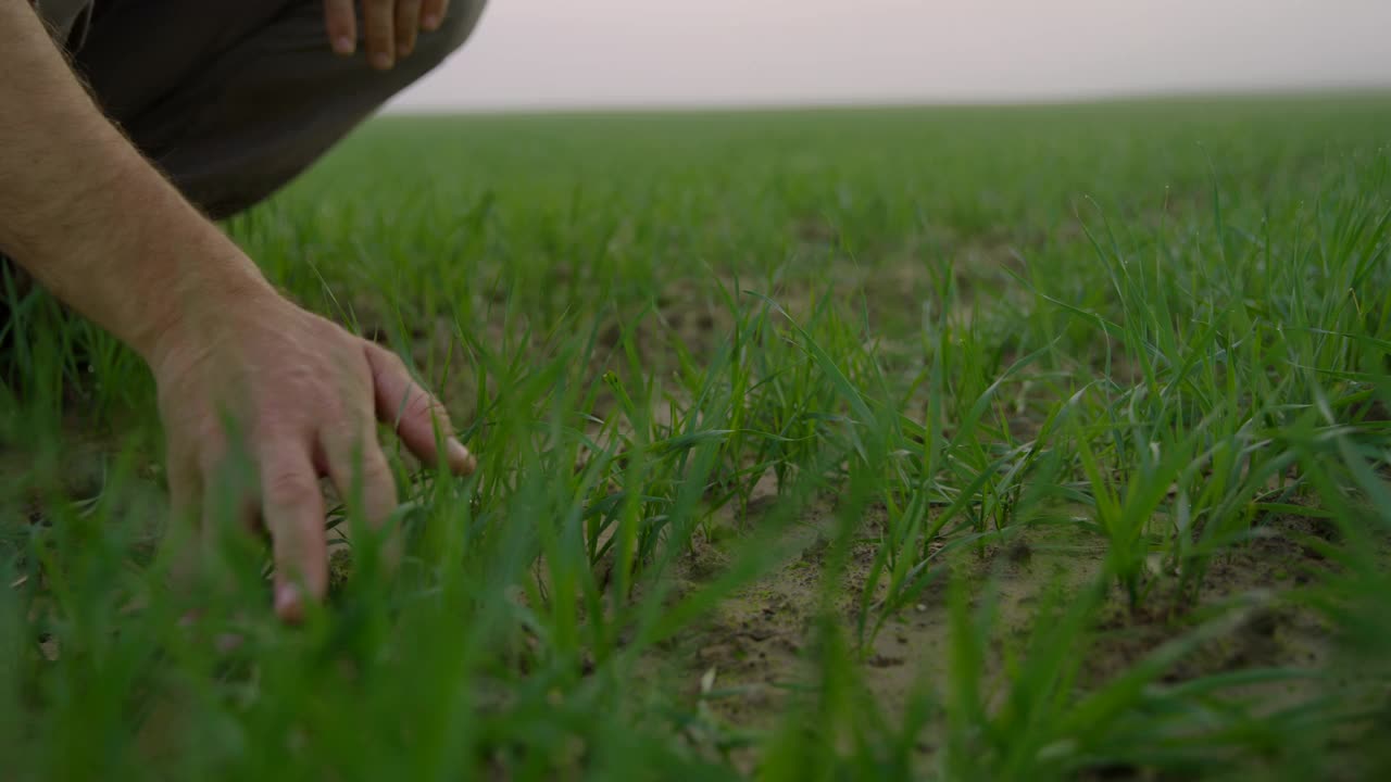 一个不认识的农民在田里检查植物视频素材