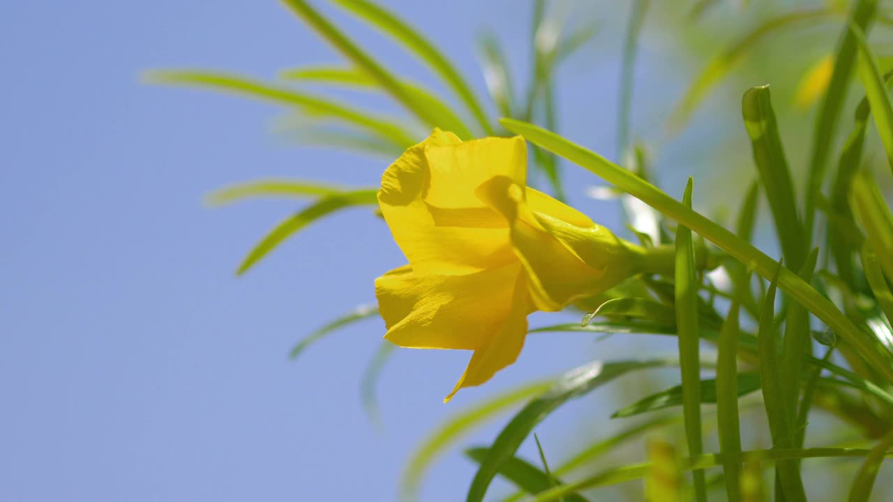 黄花背景4k慢镜头60fps视频素材