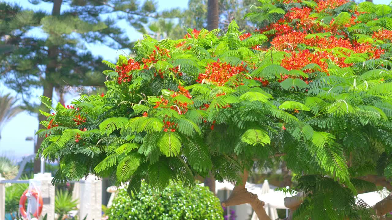 火焰树开花在4k慢镜头60fps视频素材