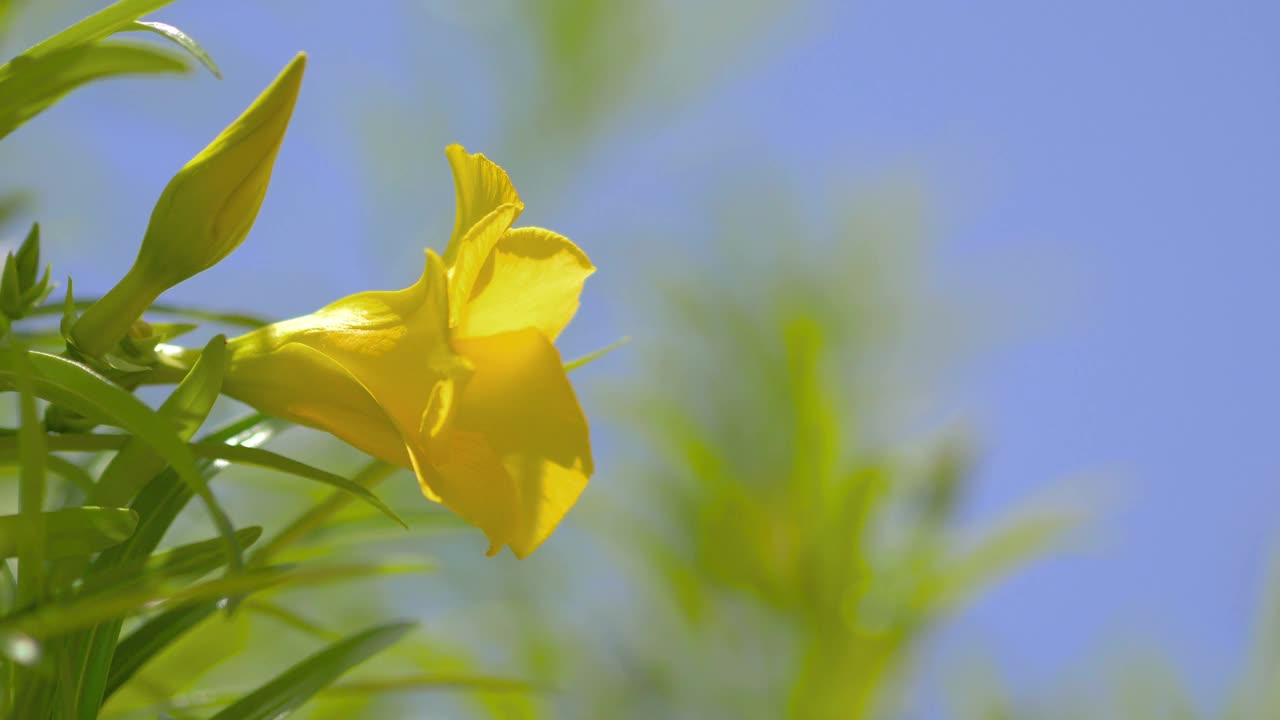 黄花背景4k慢镜头60fps视频素材