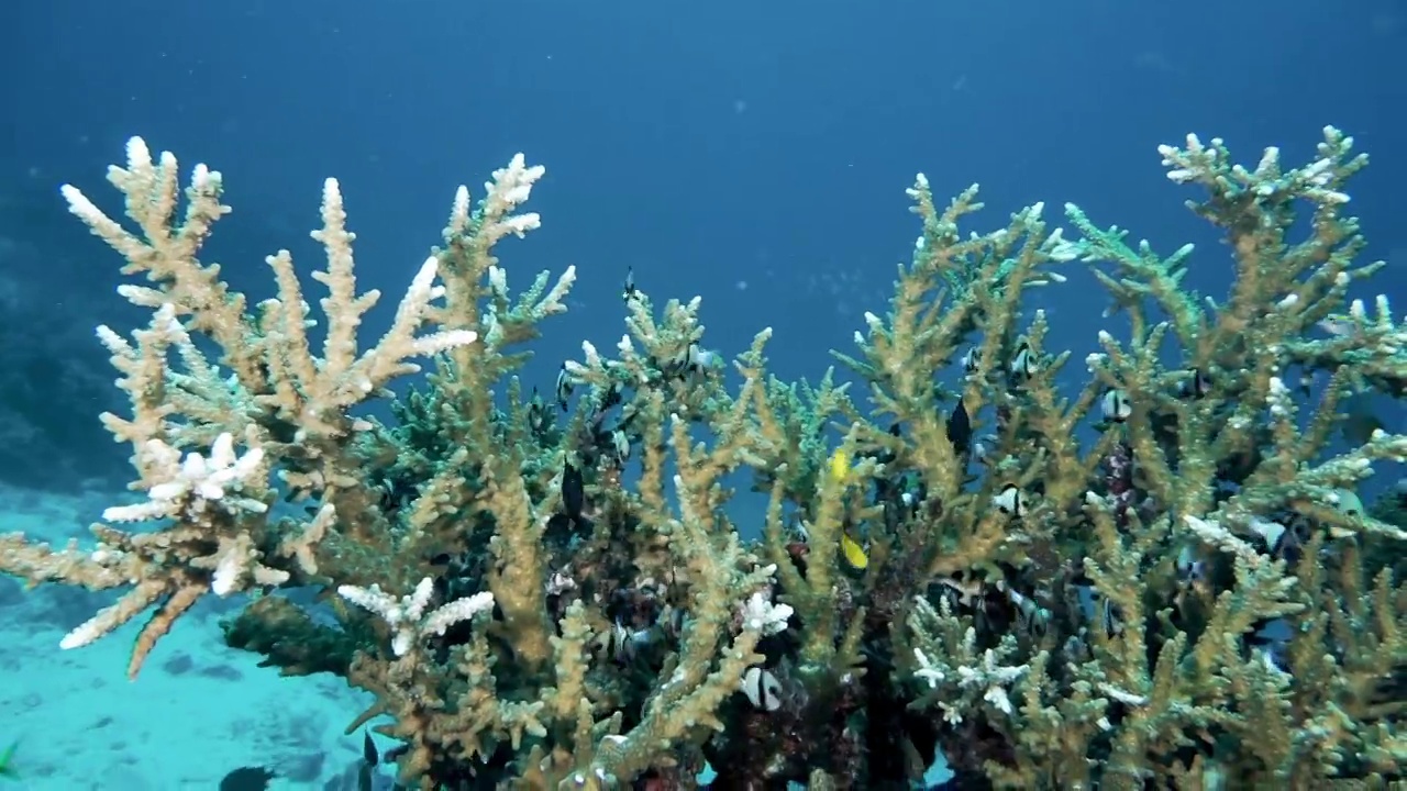 安达曼海Acropora abrolhosensis珊瑚礁视频素材