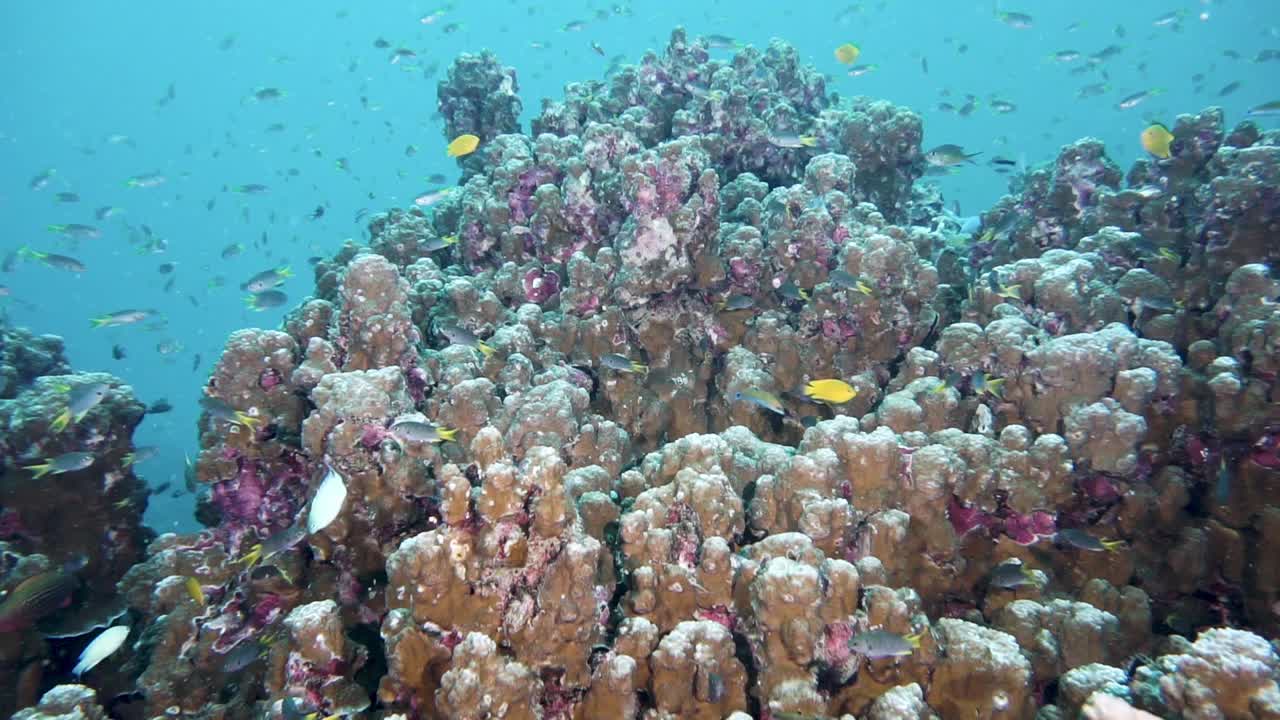 安达曼海珊瑚礁殖民地视频素材