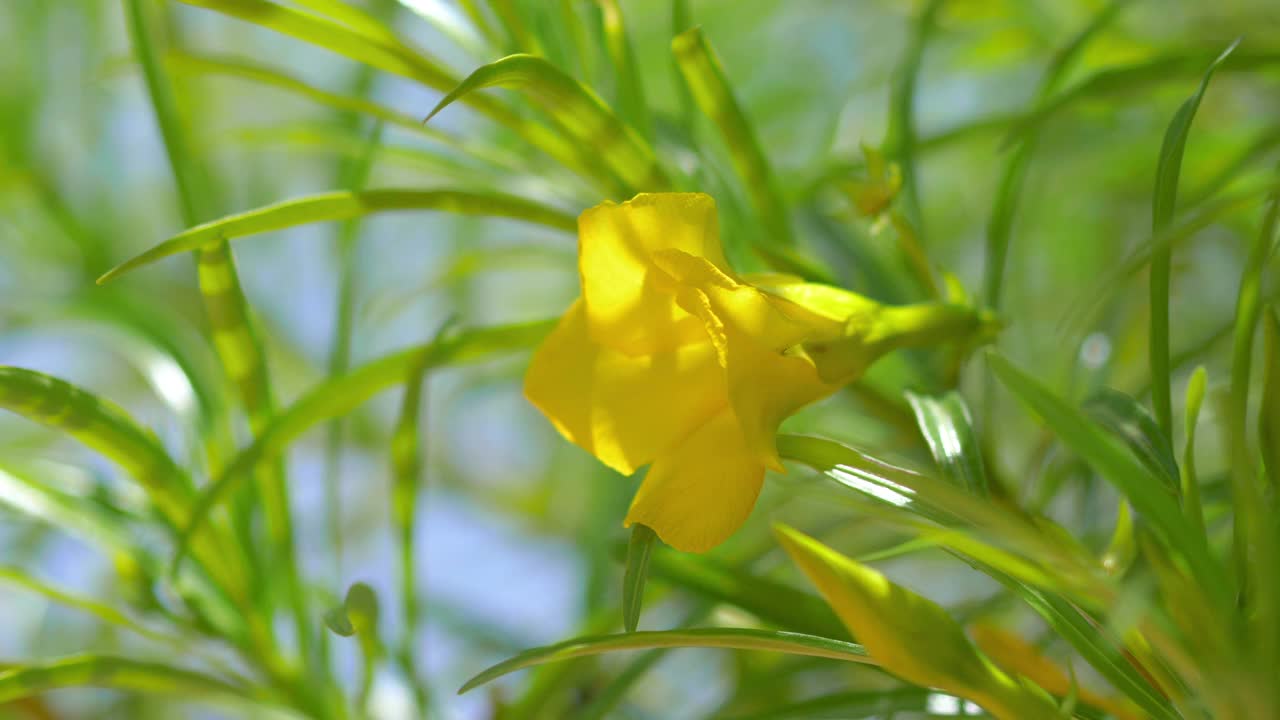 黄花背景4k慢镜头60fps视频素材