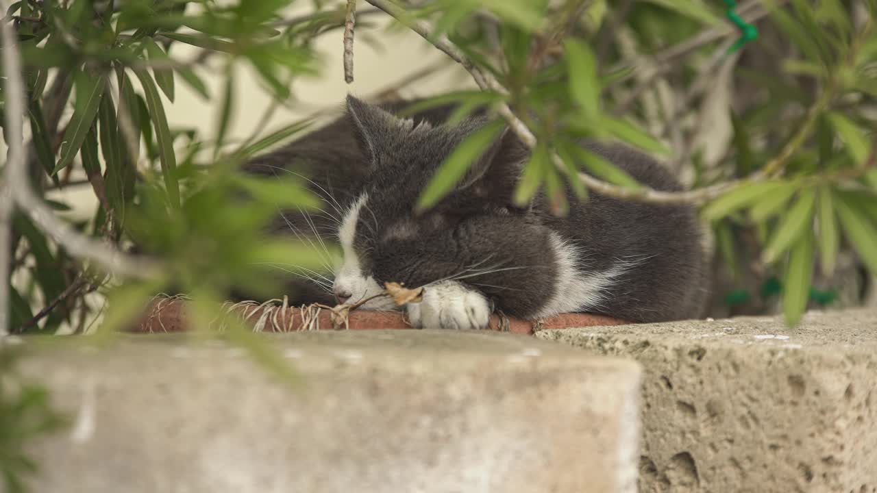 可爱的猫睡觉视频素材