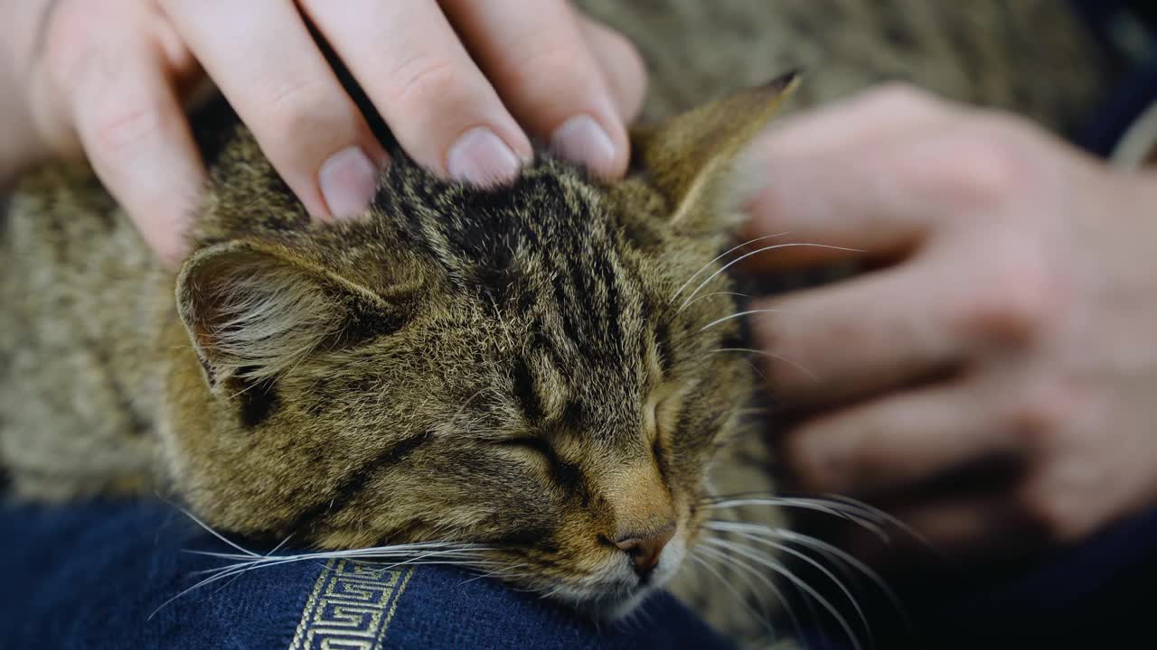 一个白人男人在家里和他的猫玩，手里还握着家畜视频素材