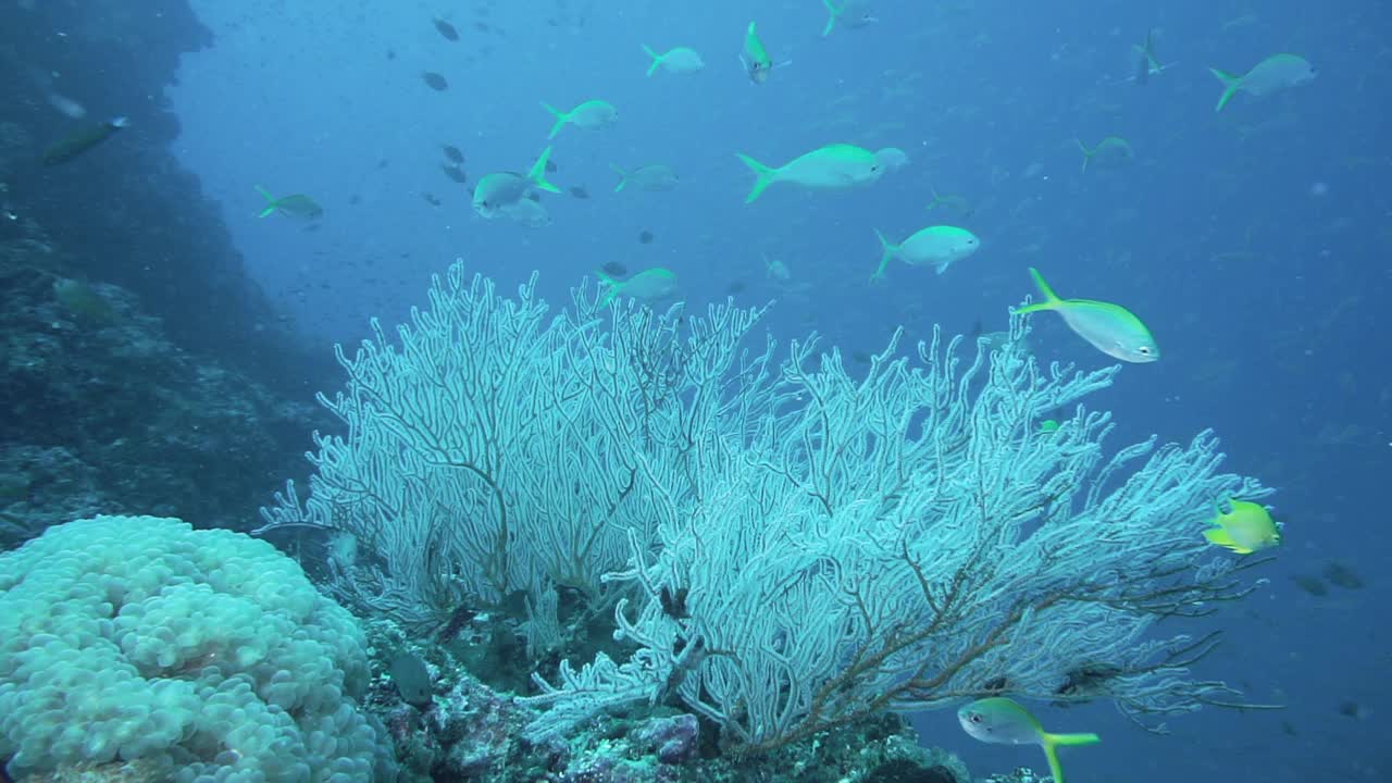 白海扇珊瑚泰国安达曼海视频素材