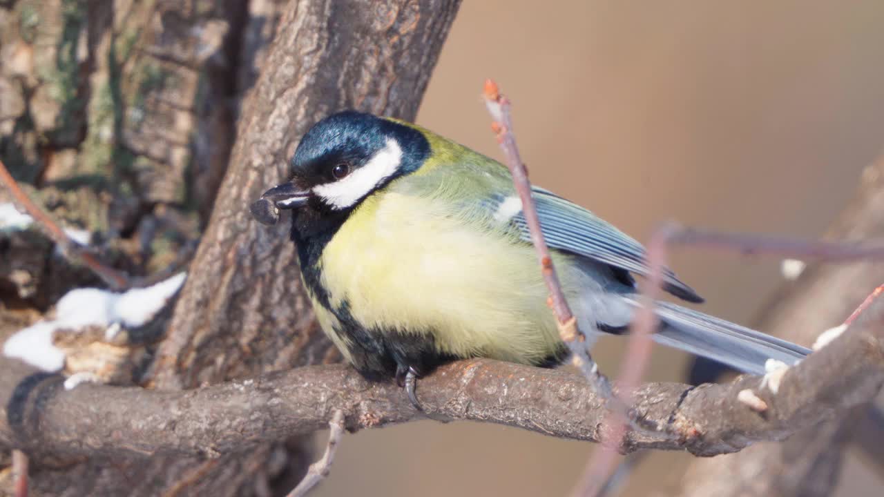 鸟-大山雀(Parus major)坐在树枝上吃葵花籽在一个阳光明媚的冬天霜冻的一天。视频素材