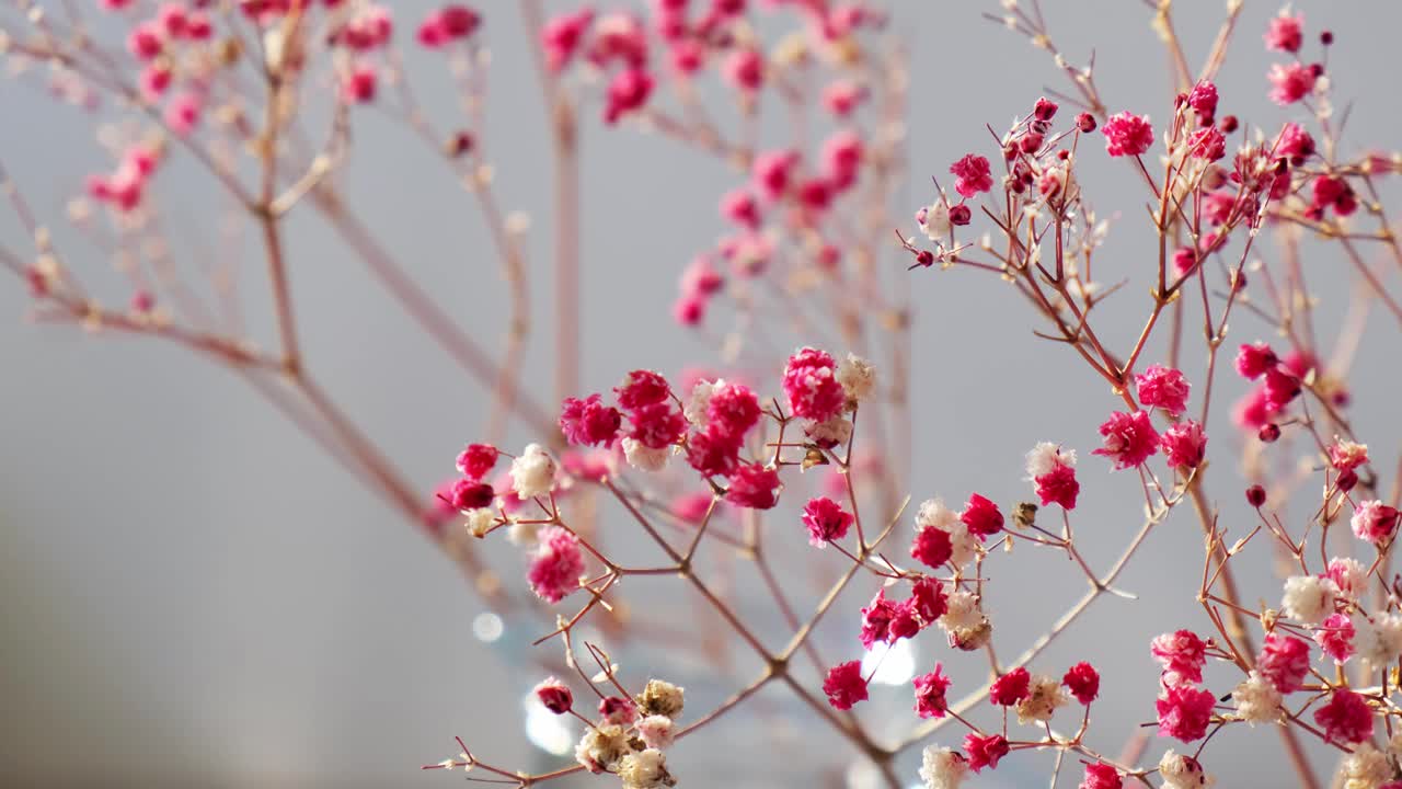 吉普菲拉或婴儿呼吸花美丽的粉红色花盛开与柔和的光。有选择性的重点。春假贺卡的背景。精致的美学视频素材