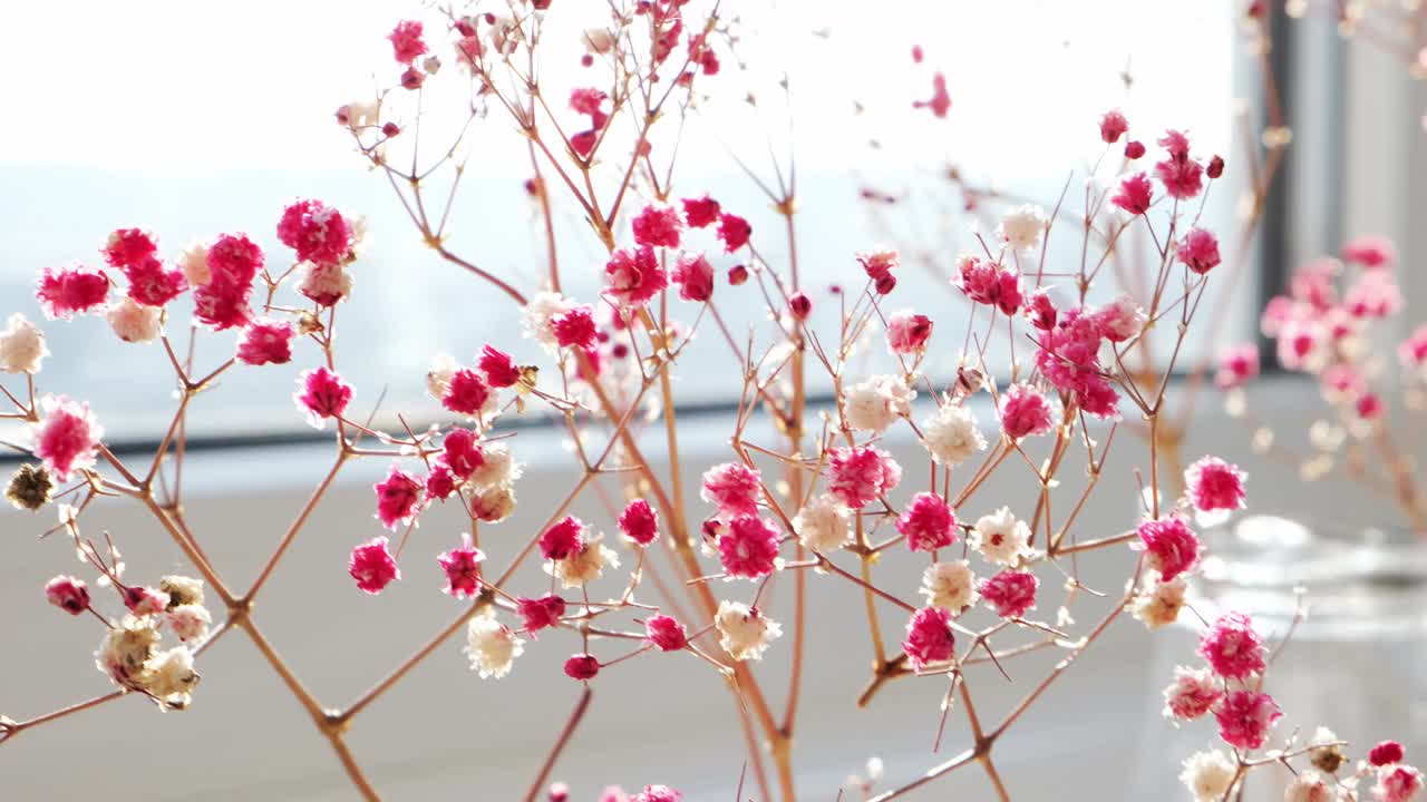 吉普菲拉或婴儿呼吸花美丽的粉红色花盛开与柔和的光。有选择性的重点。春假贺卡的背景。精致的美学视频素材