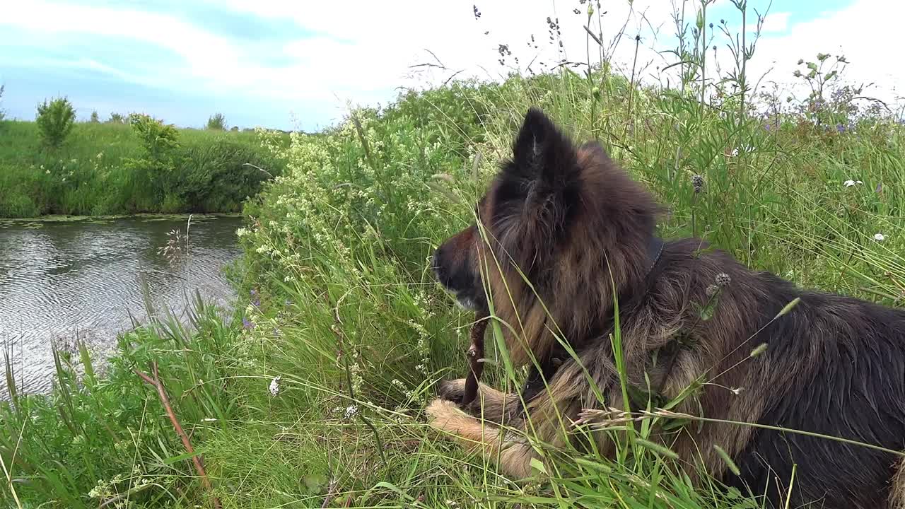 啃着一根棍子的德国牧羊犬。视频素材