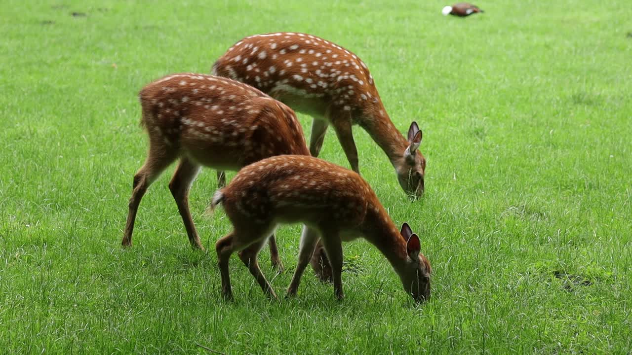 小鹿在吃草视频素材