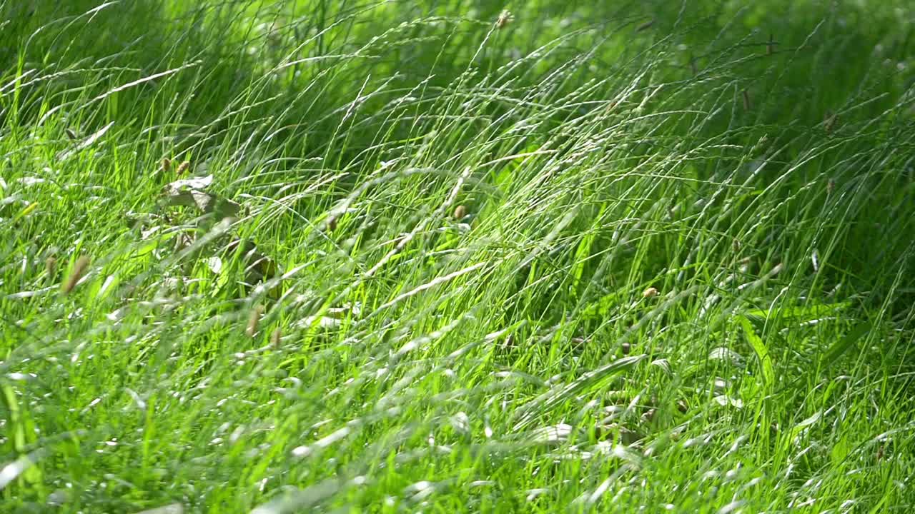 草皮背景，慢镜头180fps视频素材