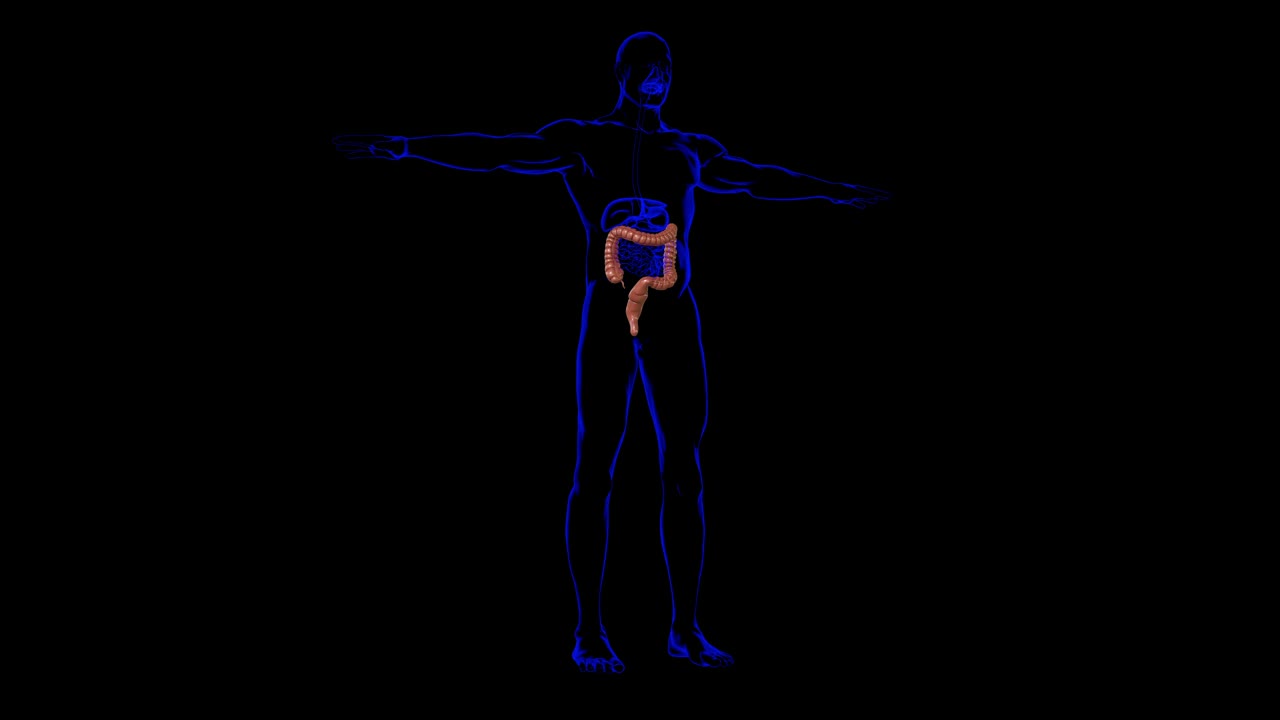 大肠3D插图人体消化系统解剖视频素材