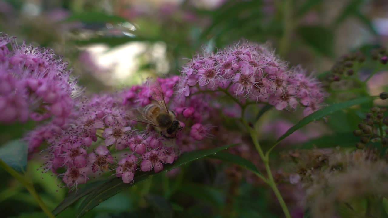 一只蜜蜂以极慢的动作从花朵上采集花粉。视频素材