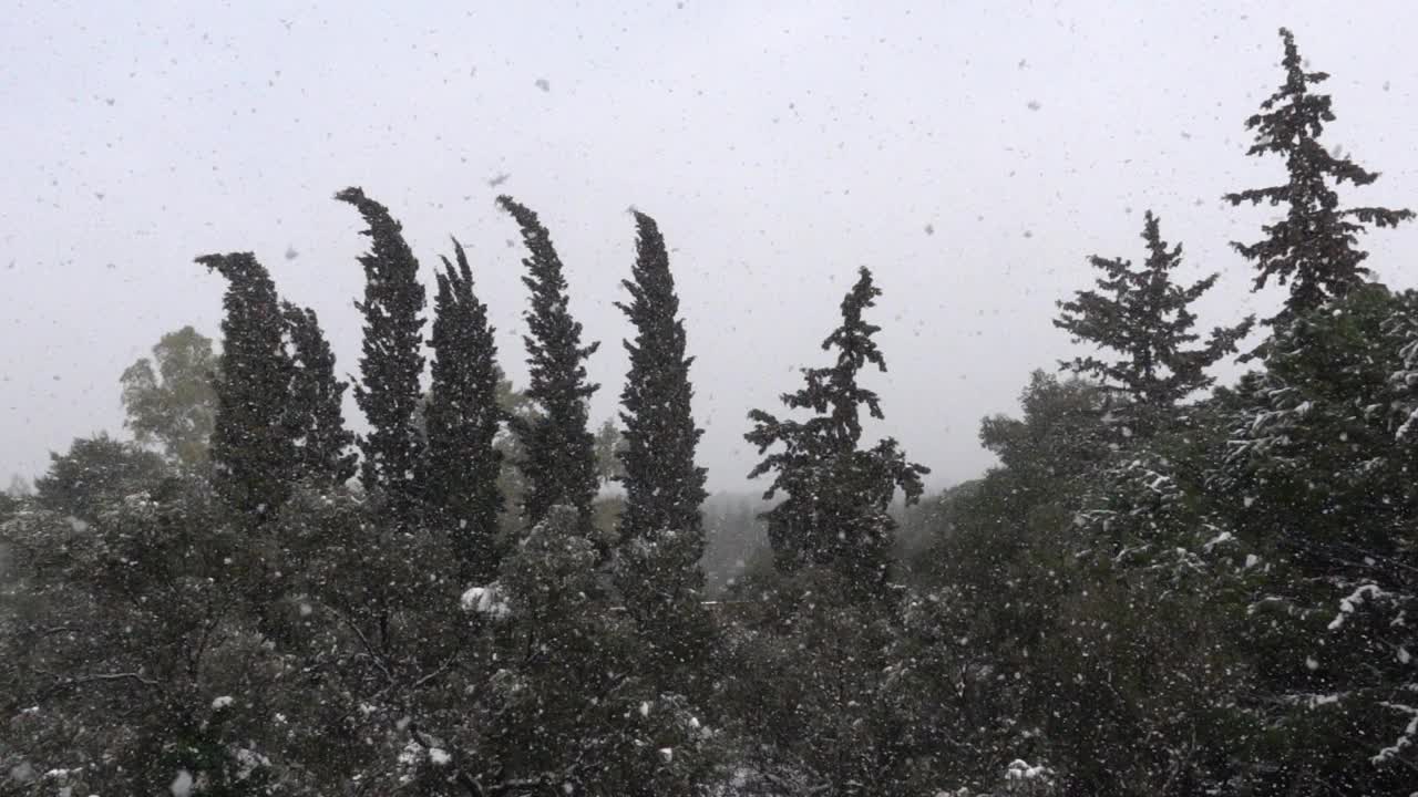 雪花落在杉树上视频素材