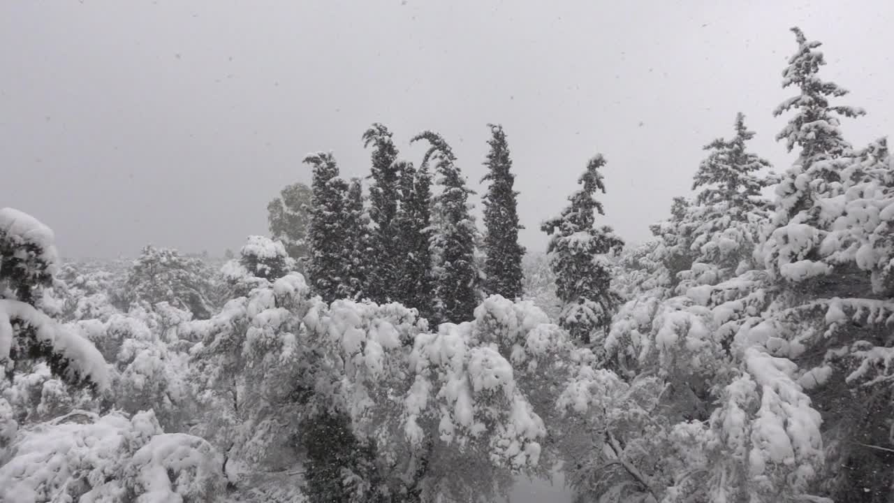 在寒冷的冬天，森林里的树木上飘落着雪花视频下载