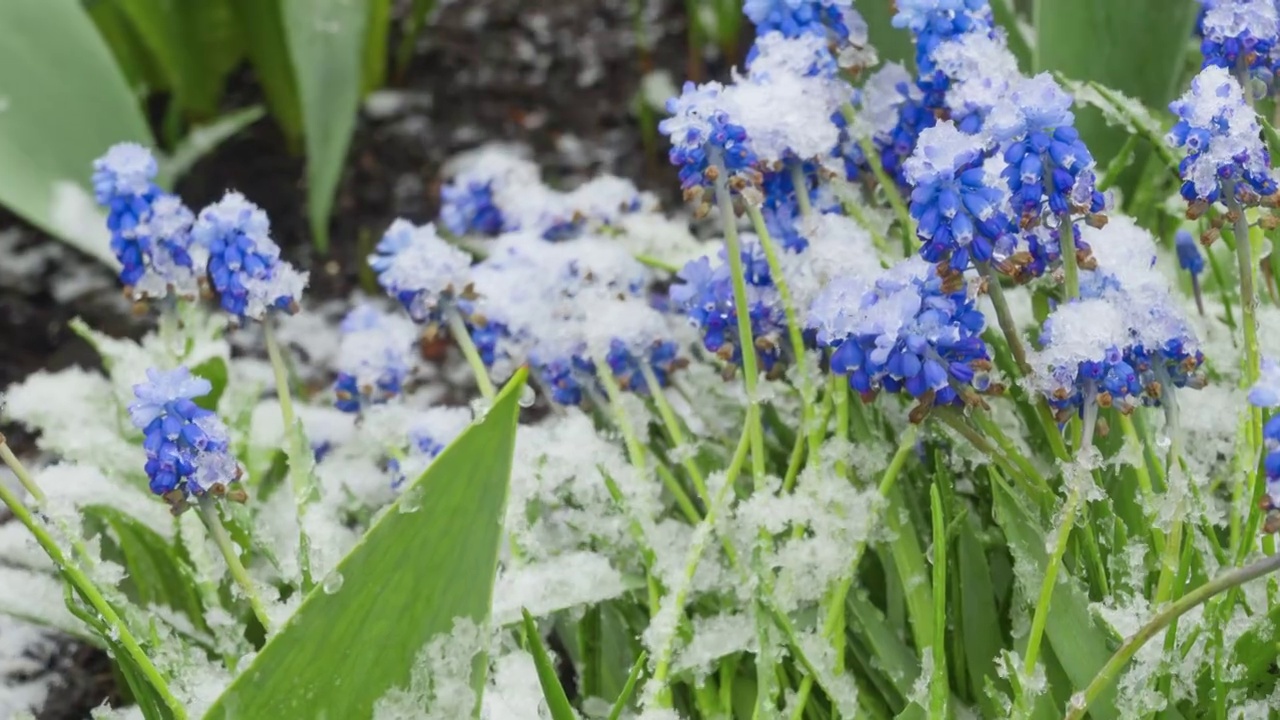 先是花和雪视频素材