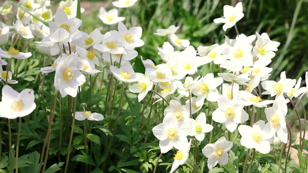 小白花在户外特写。野花在和风中慢慢地摇曳视频素材