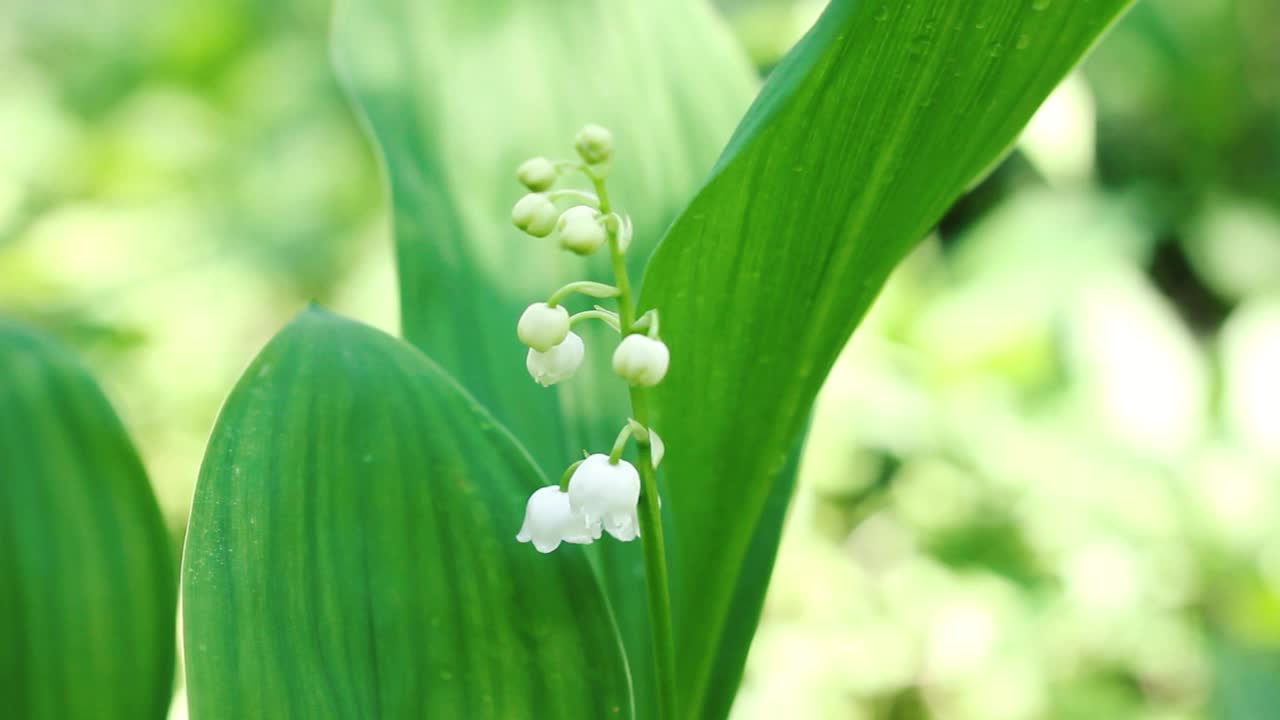 脆弱的铃兰在春天的野生森林中开放。森林花课程视频素材